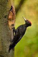 Datel cerny - Dryocopus martius - Black Woodpecker 2342